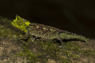 Iaraka river leaf chameleon
