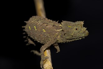Iaraka river leaf chameleon