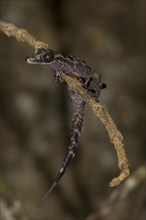 Graceful Madagascar Ground Gecko