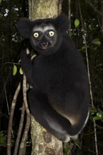 Indri or babakoto