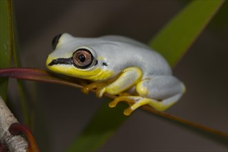 Madagascar Reed Frog