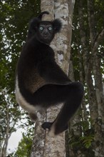 Indri or babakoto