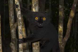 Black lemur