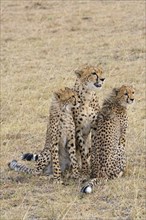 Cheetah