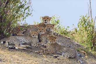 Cheetah
