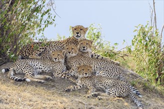 Cheetah