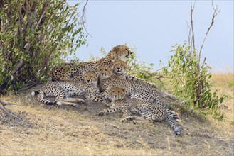 Cheetah