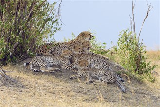 Cheetah