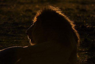 Silhouette of a male lion