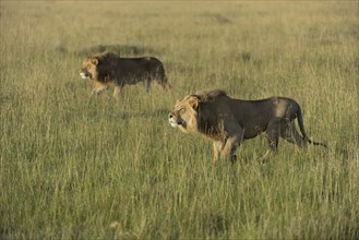 Two nomadic male lions
