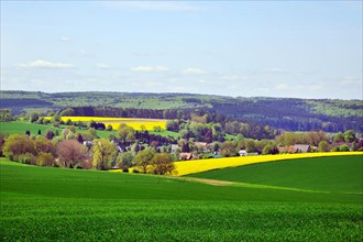 Rape field