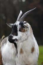 West African Dwarf goat