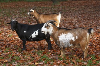 West African Dwarf goats