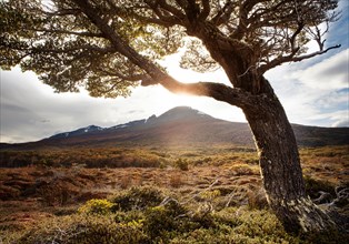 Single tree in front of mountain