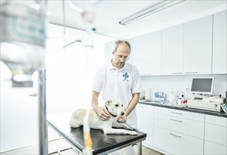 Vet examining dog in veterinary practice