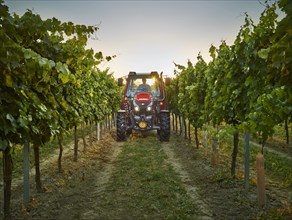 Tractor driving between the vines at sunset