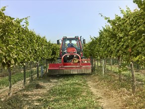 Tractor with a mower driving between the vines