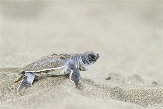 Young green sea turtle