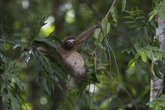Brown-throated sloth