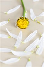 Petals picked from a white daisy flower