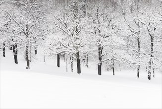 Winter in the Haga Park