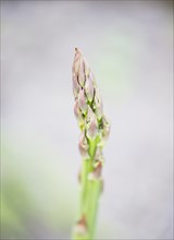 Asparagus growing in vegetable garden