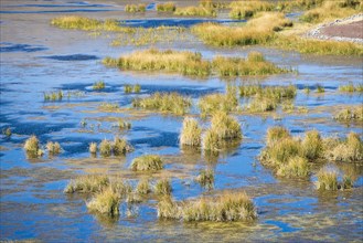 Reeds in water