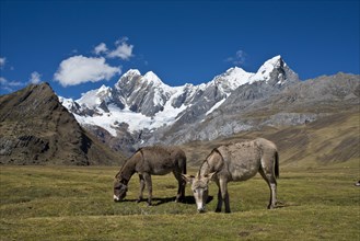 Two grazing donkeys on a mountain meadow