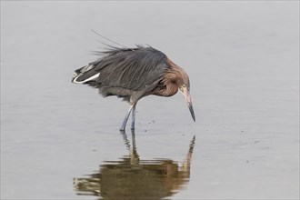 Reddish egret