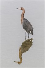 Reddish egret