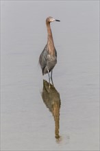 Reddish egret