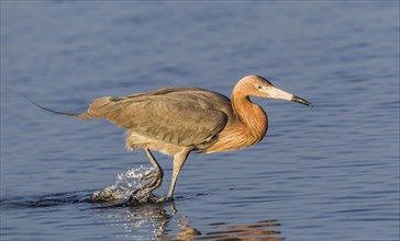 Reddish egret