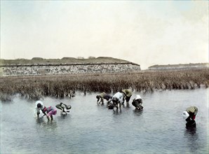 Farmers cultivating rice
