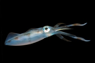 Bigfin Reef Squid or Oval Squid (Sepioteuthis lessoniana)