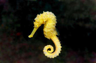 Spotted Seahorse (Hippocampus kuda)