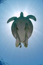 Green Sea Turtle (Chelonia mydas) floating in the blue water