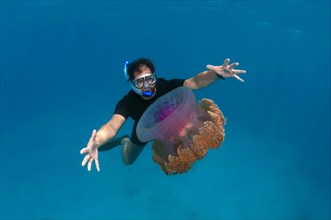 Snorkler looking at Cauliflower Jellyfish or Crown Jellyfish (Cephea cephea) Indian Ocean