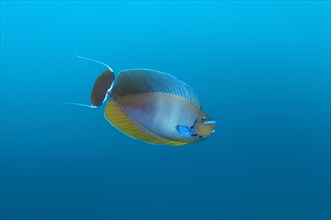 Elongated Unicornfish (Naso lopezi)