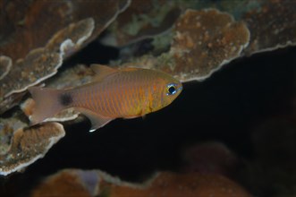 Painted Cardinalfish (Taeniamia fucata)