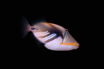 Blackbar triggerfish
