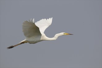 Great Egret (Ardea alba