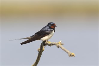Barn Swallow (Hirundo rustica) perched on a branch