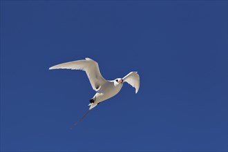 Red-tailed tropicbird (Phaethon rubricauda) Flying with wings spread