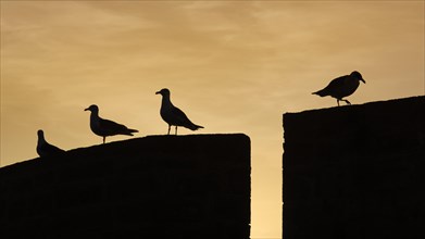 Gulls (Larus michahellis) on the harbor wall at sunset