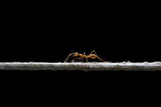 Weaver ant (Oecophylla smaragdina) balancing on a cord