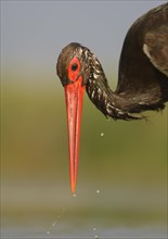 Black stork (Ciconia nigra) hunting