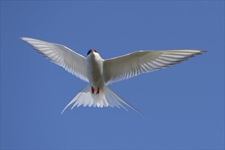 Arctic Arctic Tern (SArctic Terna paradisaea) in flight