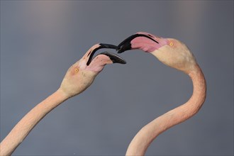 Greater flamingos (Phoenicopterus roseus) fighting with beaks