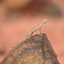 Young Common Chuckwalla (Sauromalus ater) on red sandstone