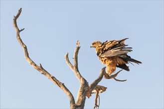 Tawny eagle (Aquila rapax) sitting on dead tree